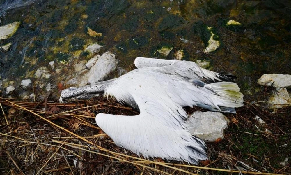 Φλώρινα: Κρούσματα της γρίπης των πτηνών σε Αργυροπελεκάνους